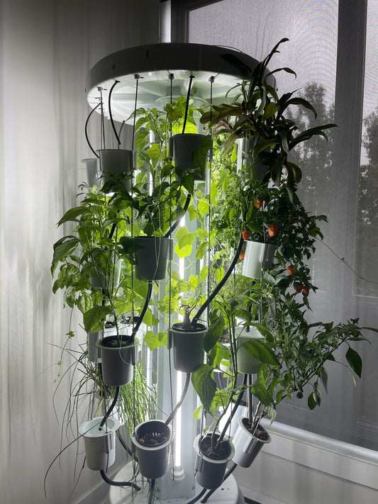 Minding the Garden: What is Light Therapy