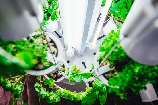 Ultra low power consumptioThe original patented Indoor Hydroponic Vertical Gardening system designed to grow vegetables, lettuce, herbs, fruits and veggies indoors with integrated lights.